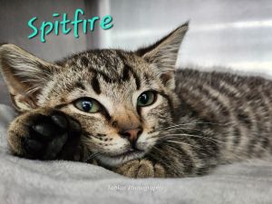 Spitfire, Baby Male Domestic Short Hair