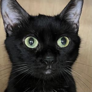 All the way from Highbridge Park Its Minnie This definitely non-mousey teen is a sweet girl who p