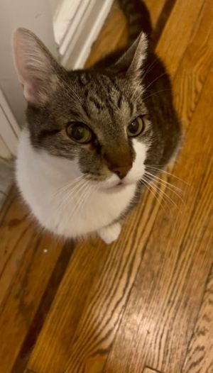Pikachu is a senior kitty with a gentle soul whos looking for a safe stable and loving forever ho