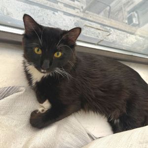 Tine is currently in foster care and ready for adoption via our virtual process Learn more about hi