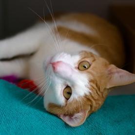 Meet Luka a friendly and social 3-year 9-month old orange and white male cat who is truly the perfe