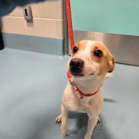 Crimson Chin is currently in foster care and ready for adoption via our virtual process Crimson Chi