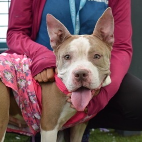 Appletini is currently in foster care and ready for adoption via our virtual process Appletini is a