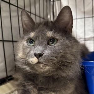 Emiliana is on site at our adoption center in SoHo Emiliana is a six-year-old female who has a grea