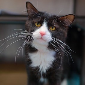 Salt Domestic Short Hair Cat