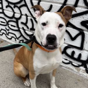 Axl is on site at our adoption center in SoHo Axl is a nine-month-old male currently weighing 45 lb
