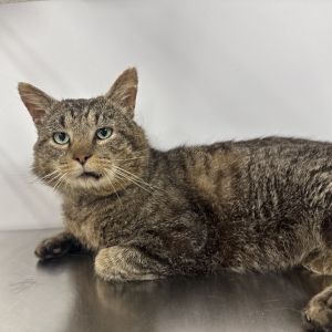 Tyrone is on site at our adoption center in SoHo Tyrone is a five-year-old male Hes looking for a