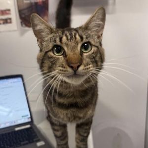 Tigger is on site at our adoption center in SoHo Tigger is a three-year-old male Tigger is looking