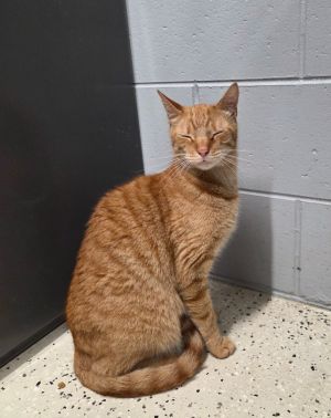 Pete, Adult Male Domestic Short Hair