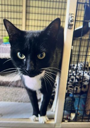 Panda, Adult Female Domestic Short Hair