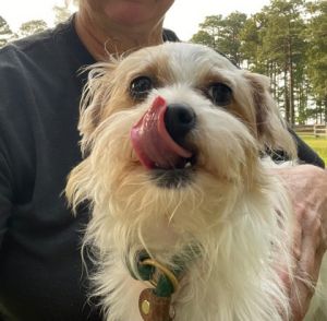 Stella, Adult Female Terrier
