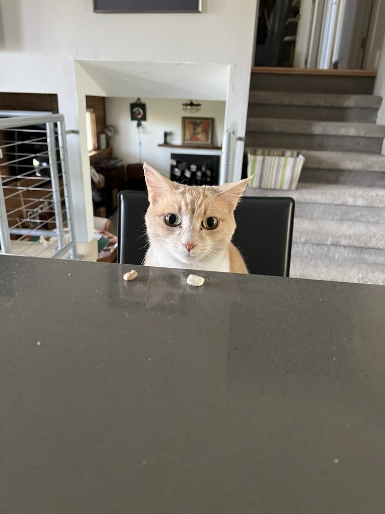 Peaches, an adoptable Domestic Short Hair in Lafayette, CO, 80026 | Photo Image 1