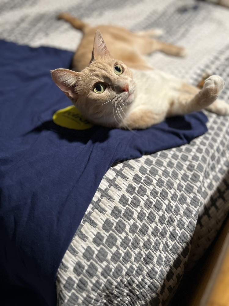 Peaches, an adoptable Domestic Short Hair in Lafayette, CO, 80026 | Photo Image 2