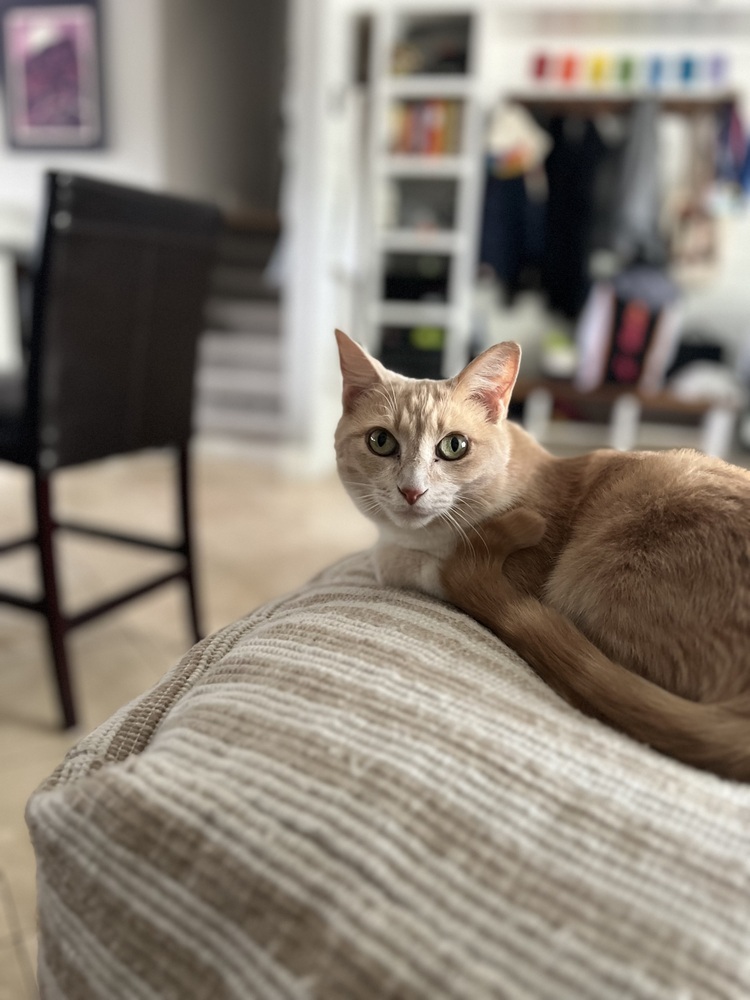 Peaches, an adoptable Domestic Short Hair in Lafayette, CO, 80026 | Photo Image 3