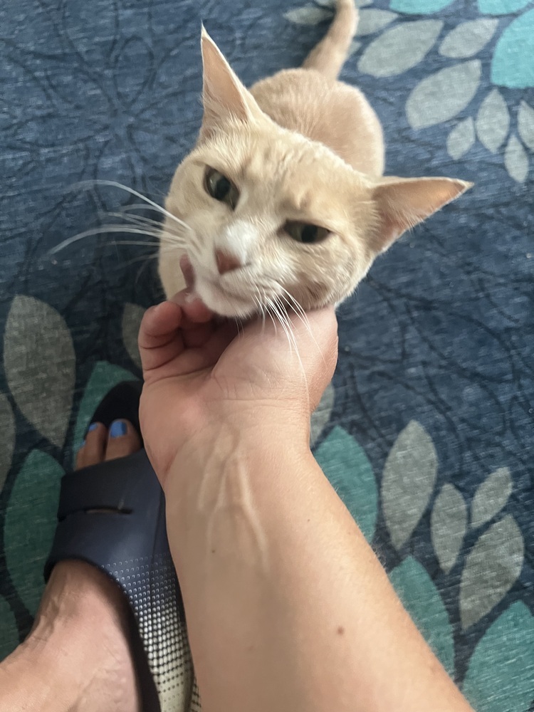 Peaches, an adoptable Domestic Short Hair in Lafayette, CO, 80026 | Photo Image 4