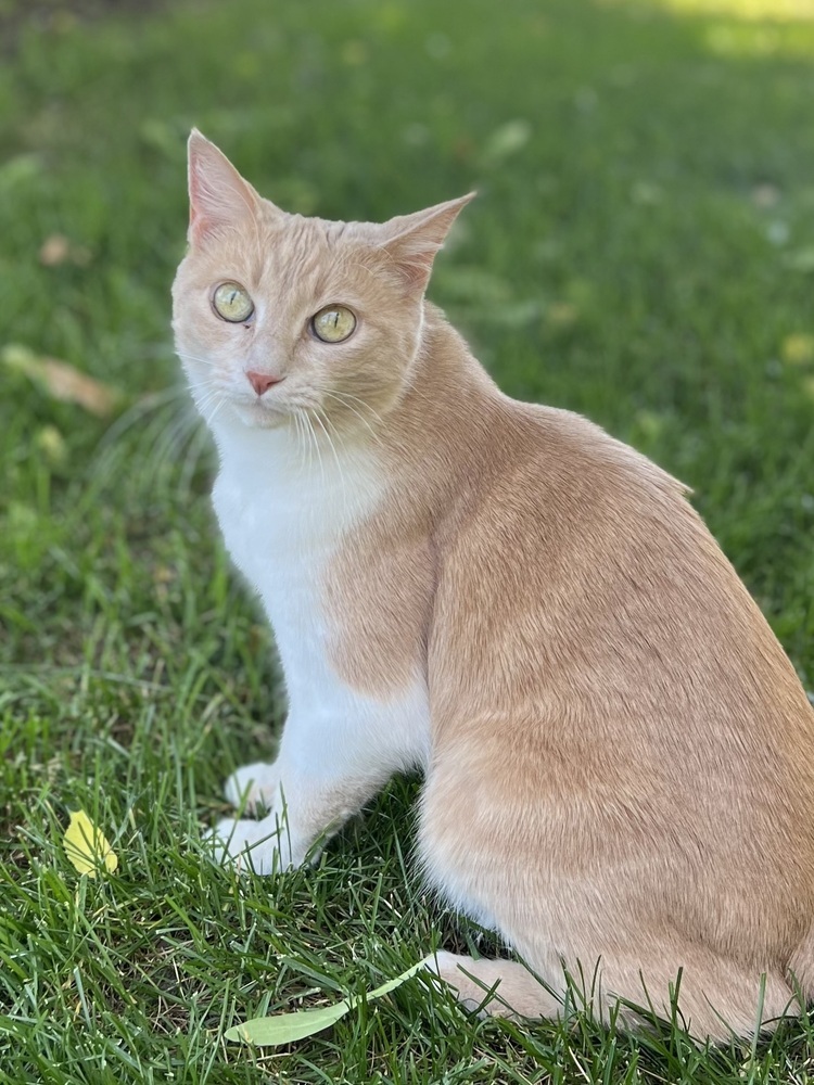 Peaches, an adoptable Domestic Short Hair in Lafayette, CO, 80026 | Photo Image 5