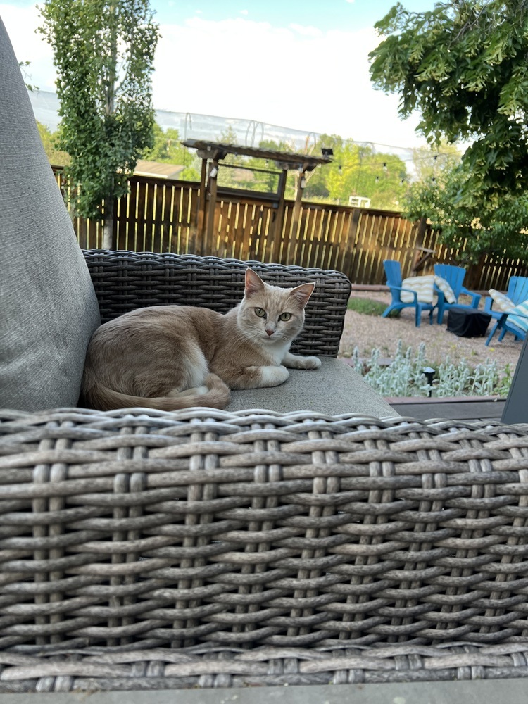 Peaches, an adoptable Domestic Short Hair in Lafayette, CO, 80026 | Photo Image 6