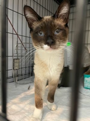 Sayam Domestic Short Hair Cat