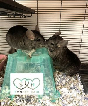I am bonded with my BFF June and we must go home together