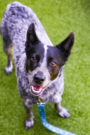 What my friends at Seattle Humane say about me I am a young pup who is ready to learn Did
