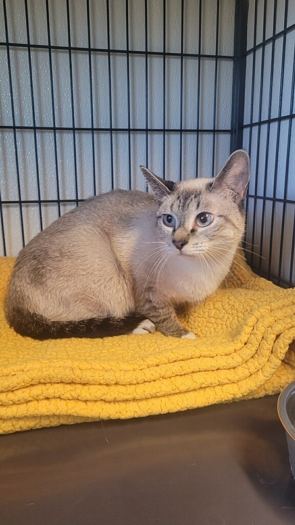 Frieren, an adoptable Domestic Short Hair in Rock Springs, WY, 82901 | Photo Image 1