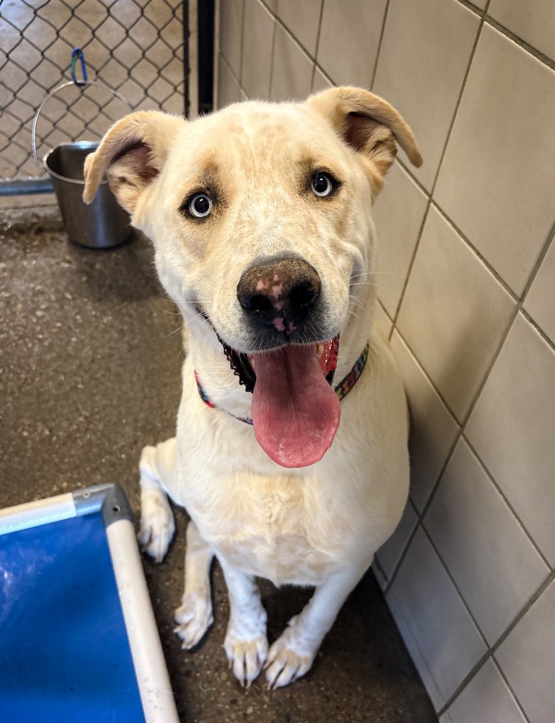 Chase, an adoptable Labrador Retriever, Mixed Breed in Rock Springs, WY, 82901 | Photo Image 1