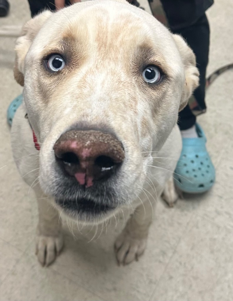Chase, an adoptable Labrador Retriever, Mixed Breed in Rock Springs, WY, 82901 | Photo Image 2
