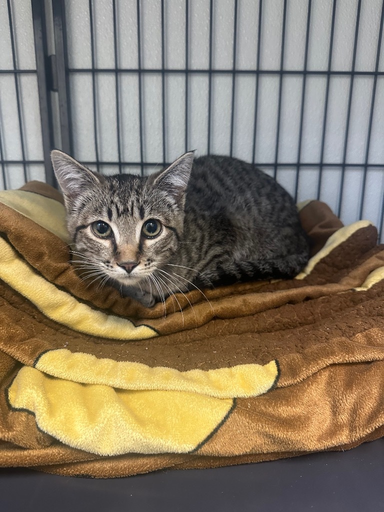 Snickers, an adoptable Domestic Short Hair in Rock Springs, WY, 82901 | Photo Image 1