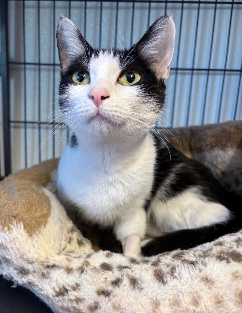Abigail, an adoptable Domestic Short Hair in Rock Springs, WY, 82901 | Photo Image 1