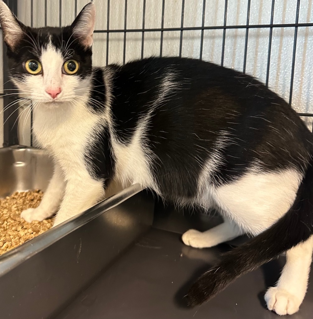 Abigail, an adoptable Domestic Short Hair in Rock Springs, WY, 82901 | Photo Image 2