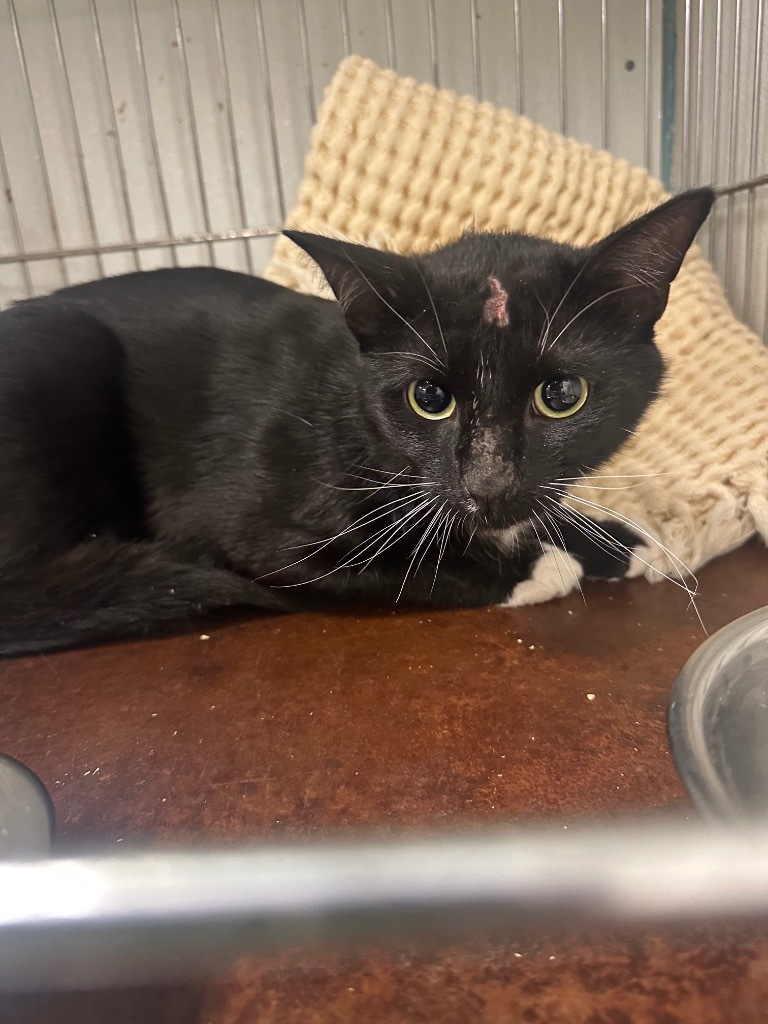 Eclipse, an adoptable Domestic Short Hair in Rock Springs, WY, 82901 | Photo Image 1