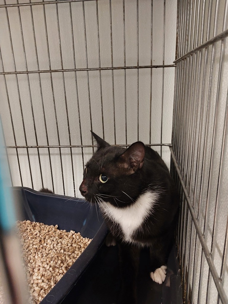 Eclipse, an adoptable Domestic Short Hair in Rock Springs, WY, 82901 | Photo Image 2