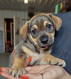 Daytona, Baby Male Chihuahua