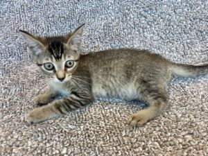 Tante, Baby Female Domestic Short Hair