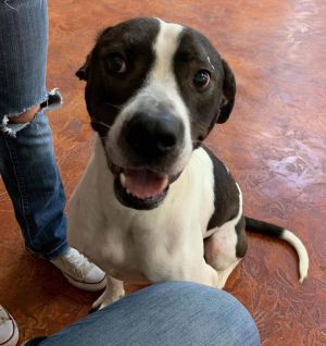 Beethoven (New Digs), Senior Male Labrador Retriever