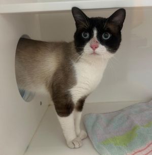 Russ, Adult Male Domestic Short Hair