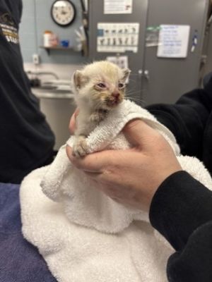 58800444, Baby Male Siamese