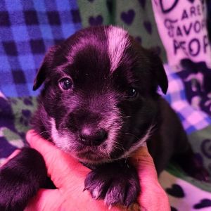 Timothy, Baby Male Australian Shepherd