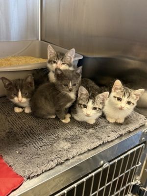 Pluto, Baby Male Domestic Short Hair