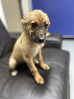 Cartier, Young Female Shepherd