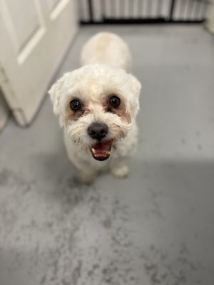 Bentley 0439 Maltese Dog