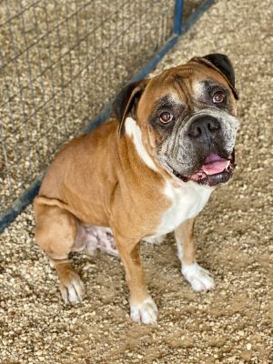 Bronco, Senior Male unknown