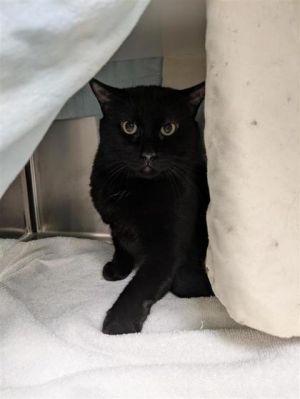 Provigo, Senior Male Domestic Short Hair