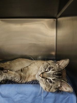 Topaz, Adult Male Domestic Short Hair