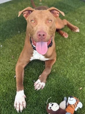 Coy, Young Male Pit Bull Terrier