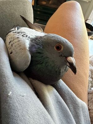 TansyPlease apply to adopt httpwwwpigeonrescueorgbirdsapply-to-foster-or-adopt