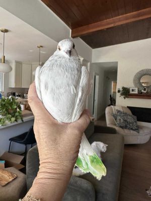 Bobbin Pigeon Bird