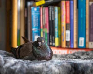 Cracker JackPlease apply to adopt httpwwwpigeonrescueorgbirdsapply-to-foster-or-adopt