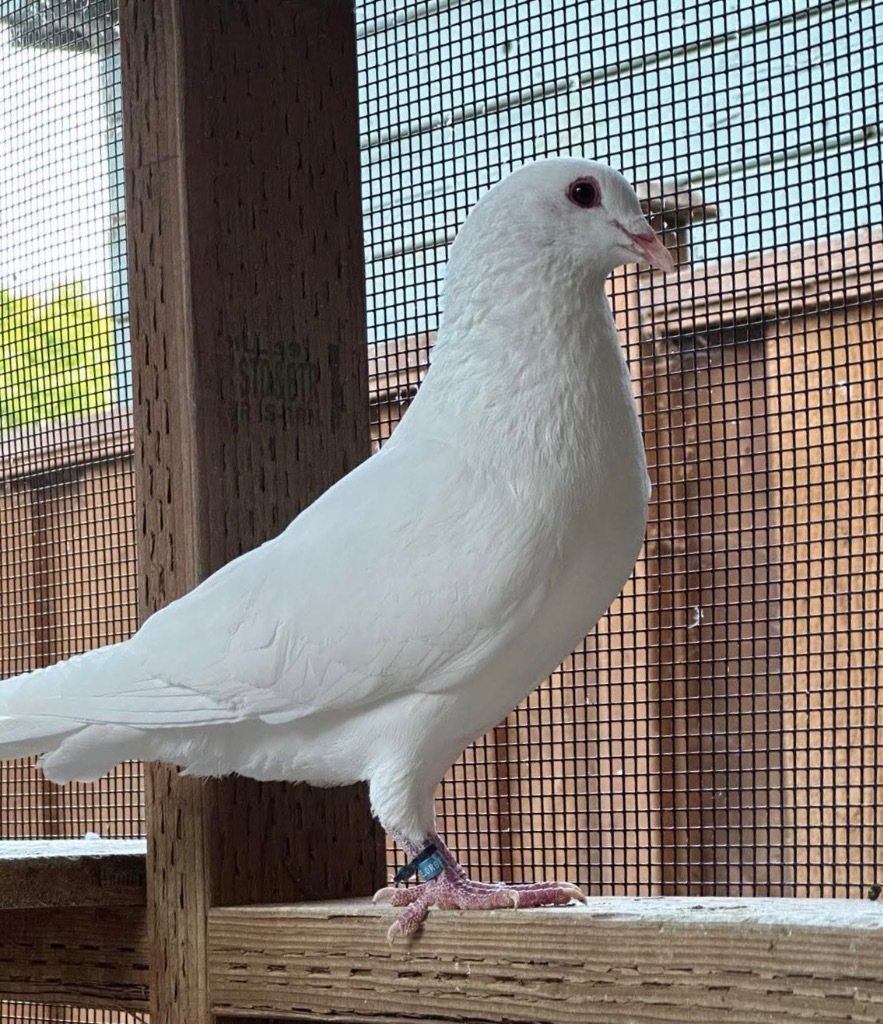 Pepper