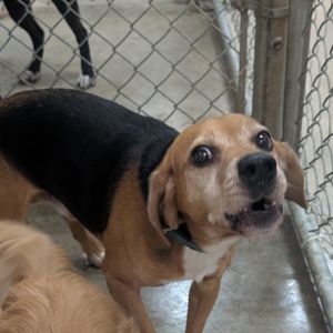 Edward, Adult Male Mixed Breed